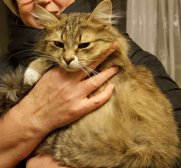 Кот в добрые руки в Дубне фото 3