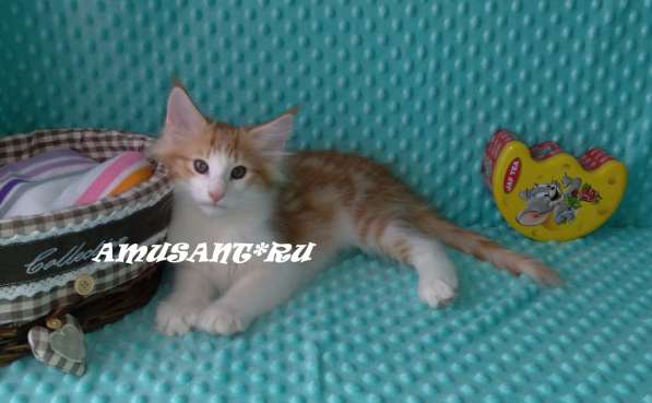 Чистокровные Норвежская Лесная Санкт-Петербург в Санкт-Петербурге фото 3