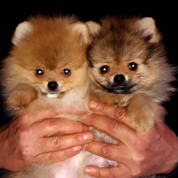 Mini pomeranian girl and boy!