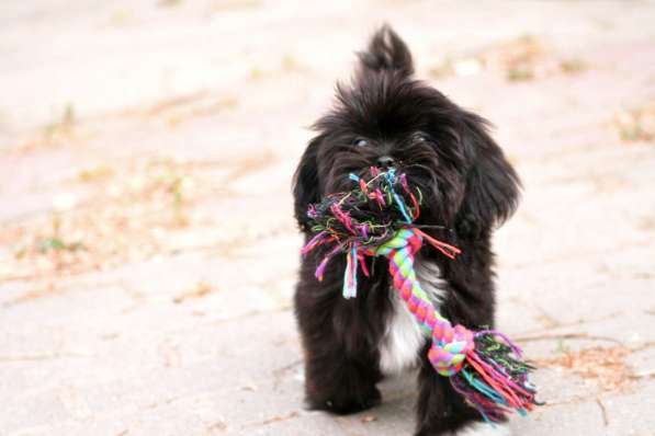 Shih tzu puppies в фото 3