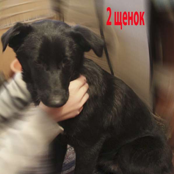 Ласковые, милые, чистые создания с прекрасными глазами в Санкт-Петербурге фото 23