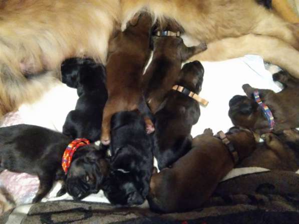 Тибетский мастиф щенки в Самаре фото 17