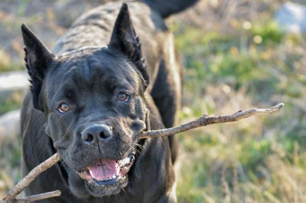 Кобель кане корсо в Симферополе фото 8