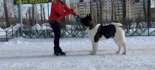 Акита в Ростове-на-Дону фото 18
