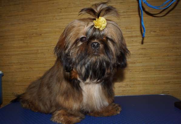 Малышка Ши-тцу в Саратове фото 3