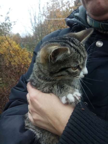 Котята ждут хозяев! в Москве фото 15