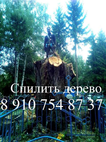 Спилю дерево в Рассказово фото 4