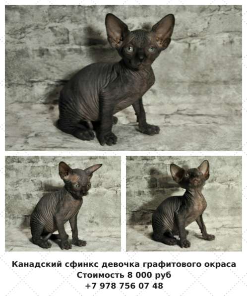 Девчуля канадского сфинкса в Симферополе фото 5
