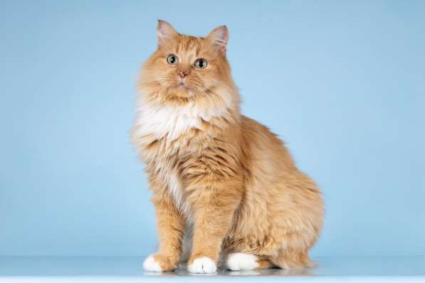 Кошечка Дюймовочка ищет доброе сердце в Москве фото 6