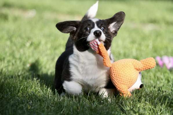 Щенок вельш корги кардиган в Москве фото 11