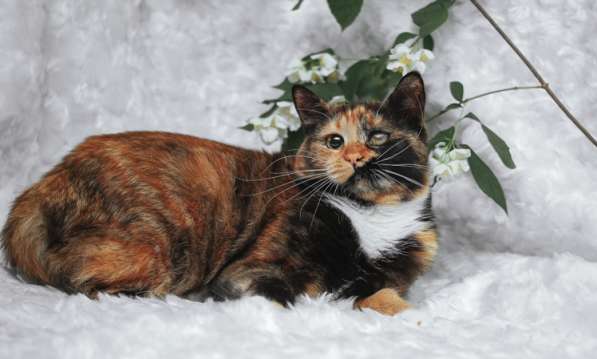 Кошка в дар