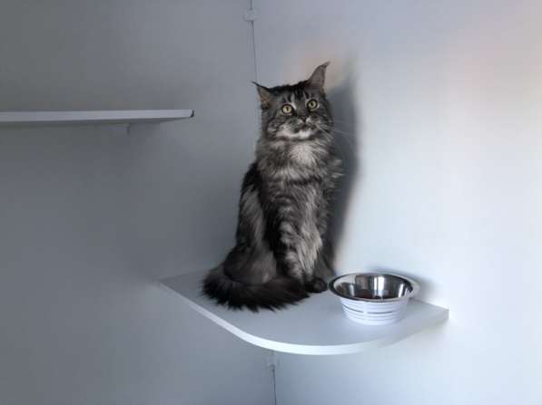 Отдам кошку