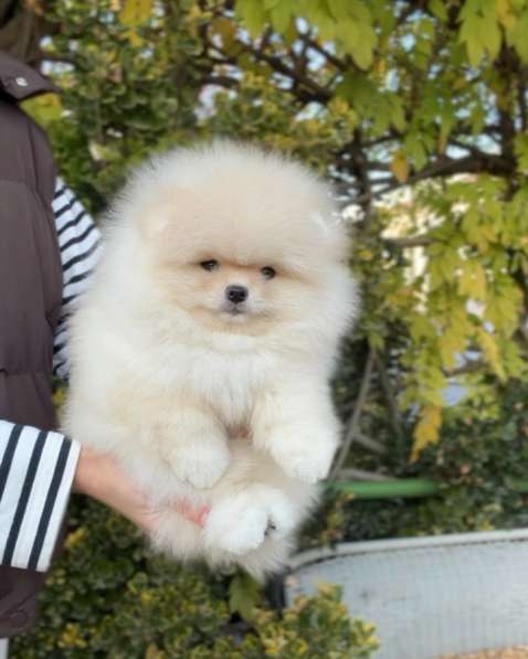 Щенок померанского шпица тип «мишка» в Краснодаре