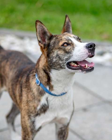 Тайсон ищет дом!!! в Москве фото 4