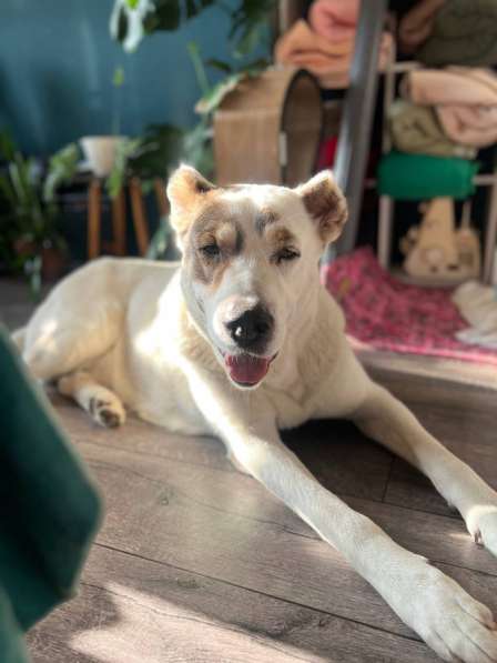 Ищу хозяина в Хабаровске