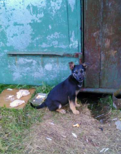 Отдам даром щенки