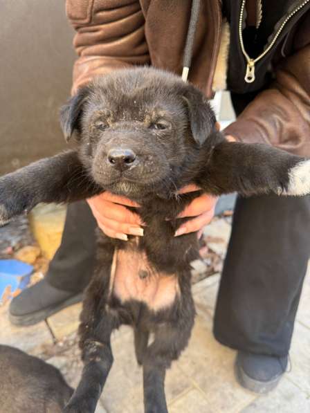 Отдам в добрые руки ! в Москве фото 3