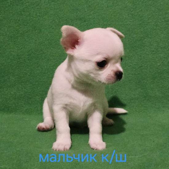 Великолепный мальчик чихуахуа в Москве фото 5