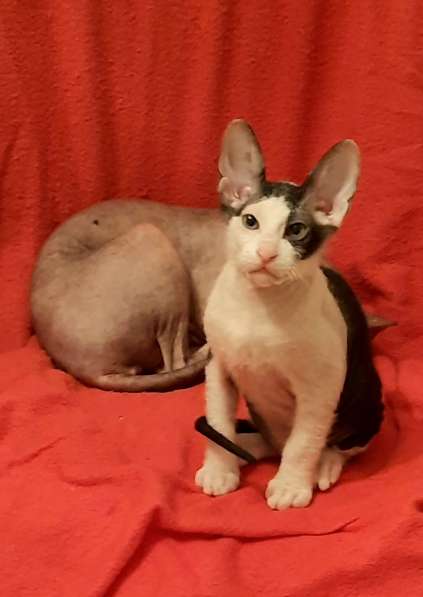 Донской сфинкс, мальчик в Санкт-Петербурге фото 7