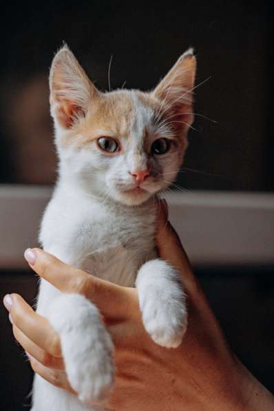 Котята Симба и Пуфик ищут дом! в Москве