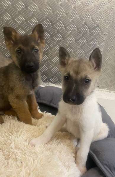 7 очаровательных щенят в дар в Москве фото 6