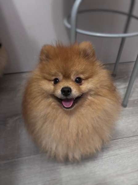 Шпиц померанец в Муроме фото 4