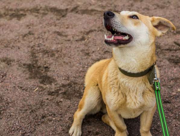 Собачка размером с корги ищет дом в Санкт-Петербурге фото 5