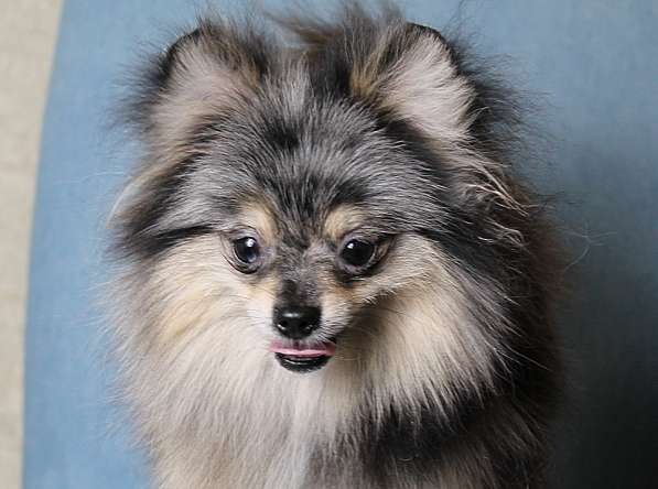 Мальчик медвежонок шпиц