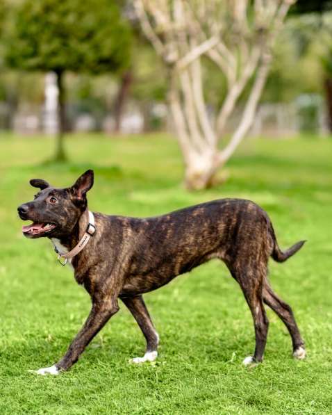 Дора, девочка, 7 мес. ищет дом в Москве фото 4