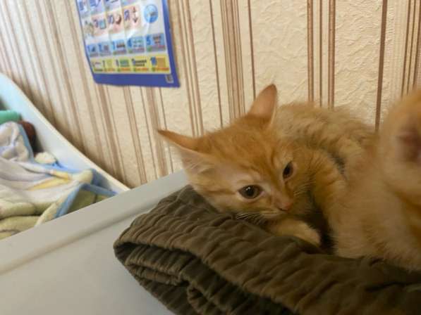 Котята в Уфе
