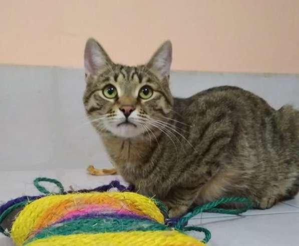 Кошка в добрые руки. Сима - шпротинка в Москве фото 6