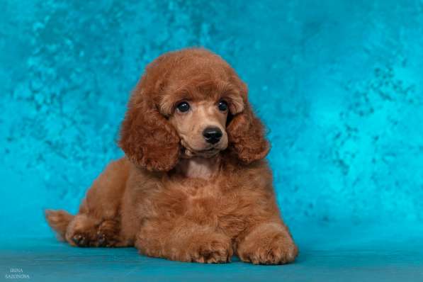 Миниатюрный пудель щенок в Москве фото 6