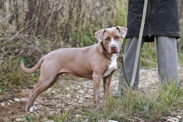 Молодая питбуль Бежа в дар в Москве фото 5