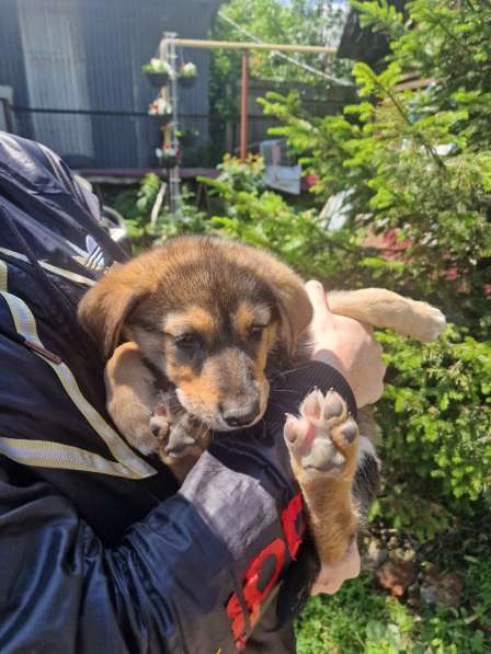 Щенки бесплатно в добрые руки в Екатеринбурге фото 5