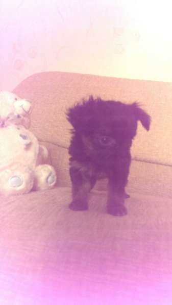 щенки Йорка в Санкт-Петербурге фото 3