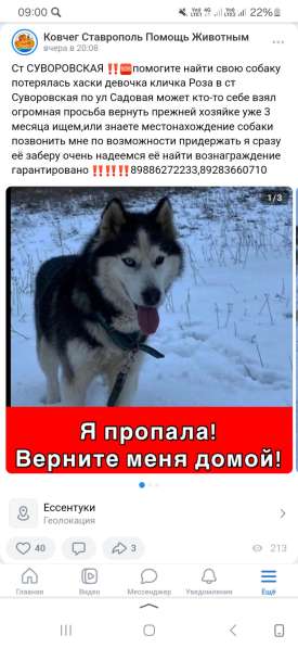 Потерялась хаски девочка ‼️ в Пятигорске