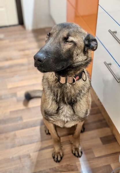 Красавчик Анзор ищет дом в Москве фото 9