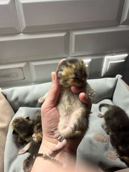 Котята золотая шиншила в Ижевске фото 7