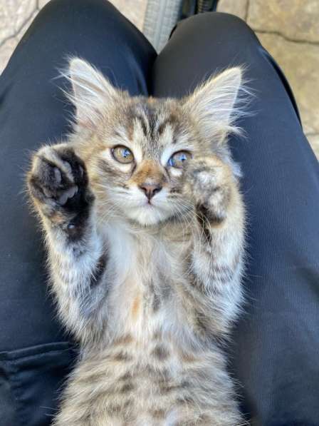 Отдам кошечку в добрые руки! в Махачкале фото 5