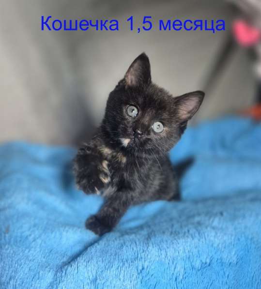 Ласковые и весёлые котята ищут дом! в Москве