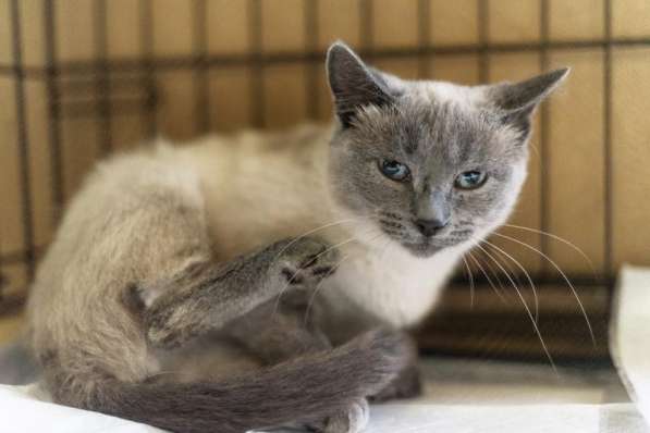 Невероятная красавица Агата в добрые руки в Москве фото 4