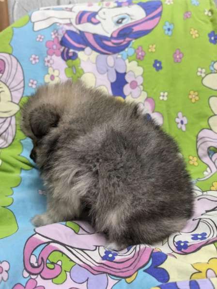 Продам щенков померанский шпиц в Пензе фото 6