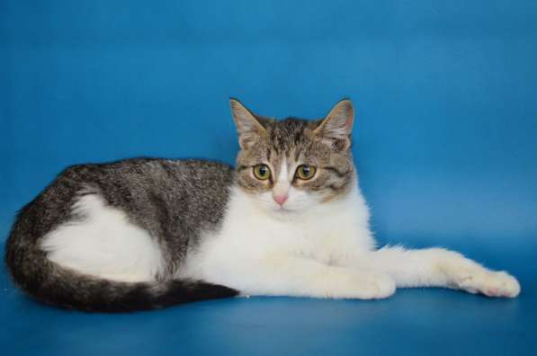 Ищут дом Сёма и Сева в Москве фото 5