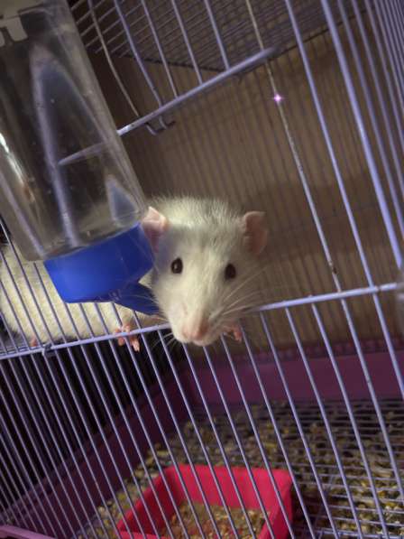 Крысы с клеткой бесплатно в Балашихе