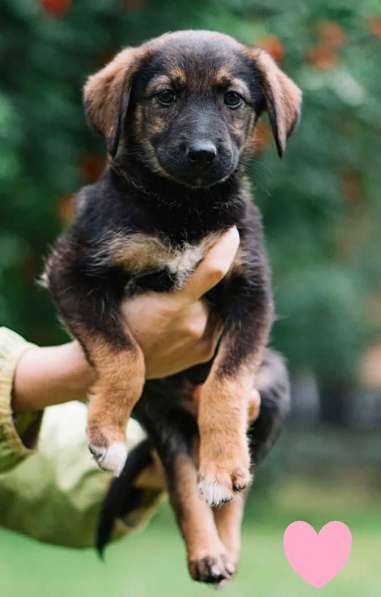 Отдам щенка в добрые руки в Красноярске фото 3