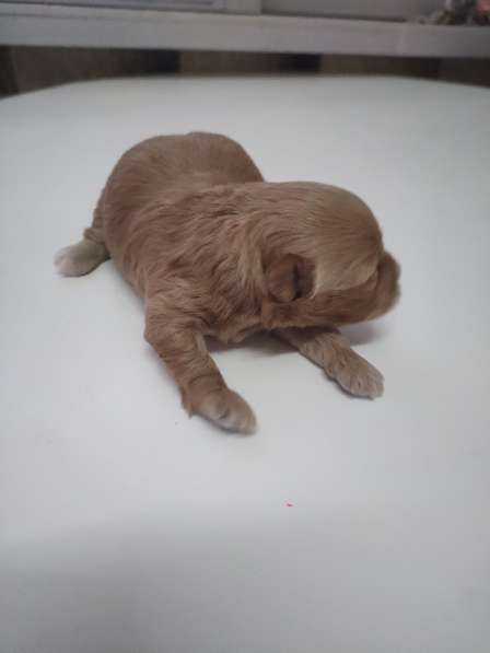 Мальтипу в фото 6