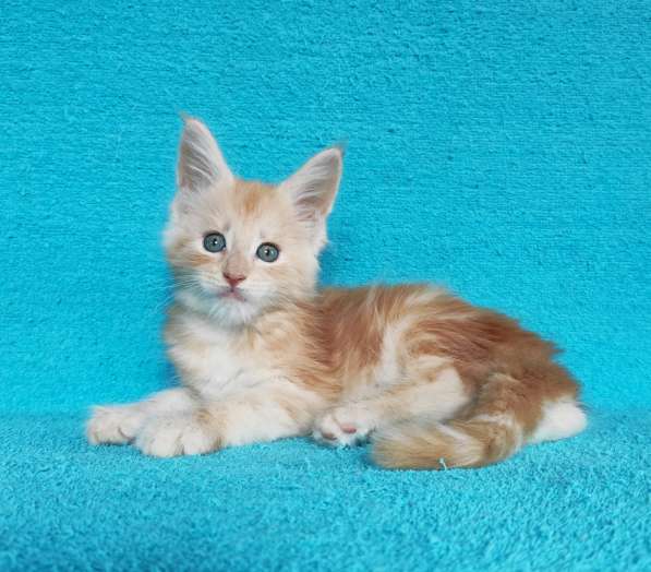 Котики мейн-кун из питомника в Владимире фото 17
