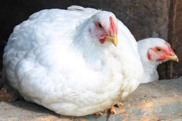 Цыплята и яйцо в Кузнецке