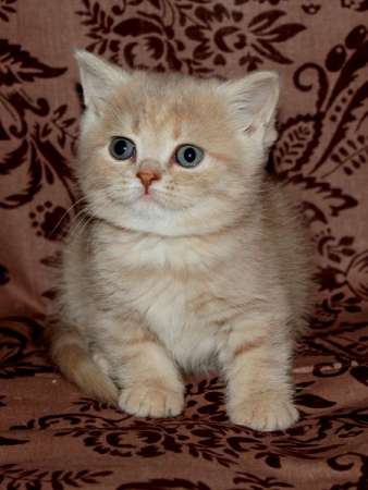 Котик в Санкт-Петербурге