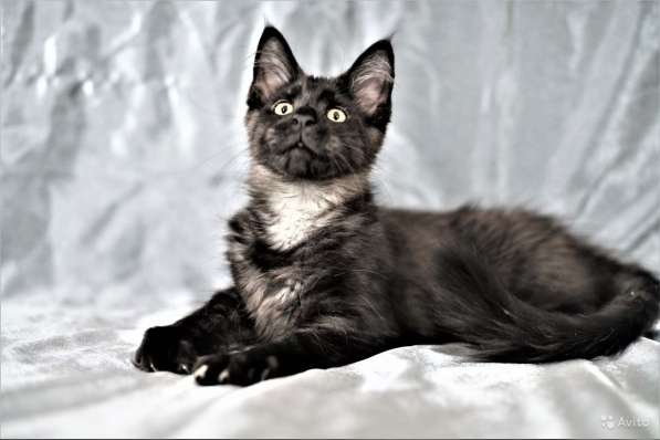 Котята Мейн Кун из питомника De Bororo в Щелково фото 8